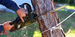 How Our Tree Care Process Works  in  Statesboro, GA