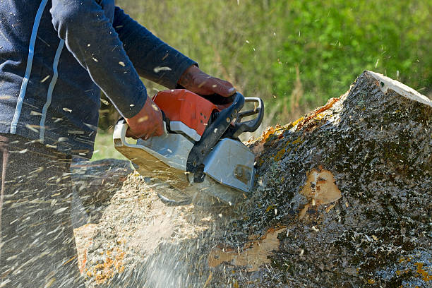 Trusted Statesboro, GA Tree Care Services Experts